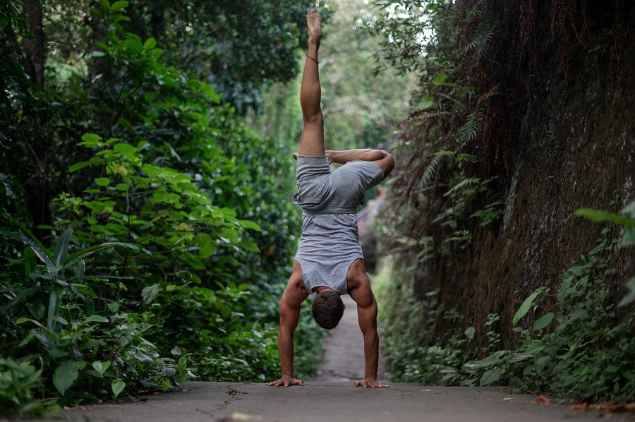 Kotvičník (Tribulus) - extrakt z rostliny 880 mg