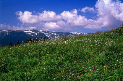 Kotvičník (Tribulus) - extrakt z rostliny 880 mg